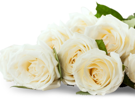 beerdigung-weiße-rose